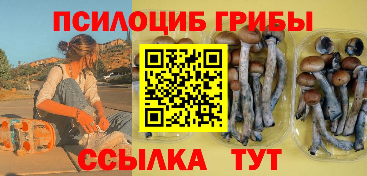 Псилоцибиновые грибы Psilocybe Сургут
